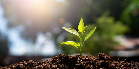 Plant, growth, grow. Seedling grow in the soil with sun light. (Panorama image)