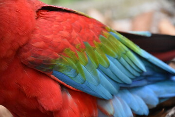 Red and green Macaw eating seeds outdoors 