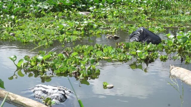 Green grass (Common water hyacinth, hon ngung choi, water cabbage etc) floating in the river with a natural background