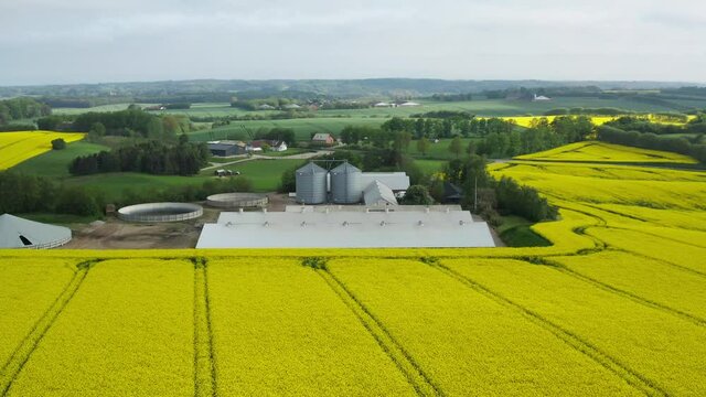 Yellow rapeseed flower field and pigs farm in Denmark. Warm sunny summer day, rolling clouds in sky. Blooming canola field. Aerial view landscape. Beautiful yellow flowers