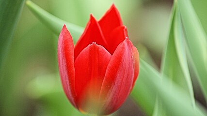 Close up captures of wide varieties of Tulips
