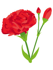 赤いカーネーションの花