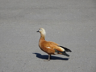 Ruddy shelduck Tadorna ferruginea on a background of gray asphalt