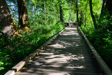 Wide wood boardwalk though a forest with sun shining through the trees, Nisqually National Wildlife Refuge
