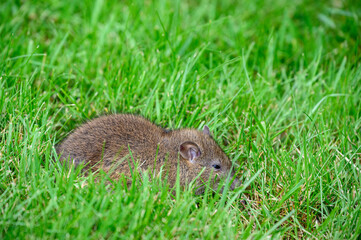 Cute furry rat grazing in a backyard lawn, wildlife in action
