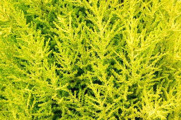 Bright, lime-green evergreen bush as a nature background
