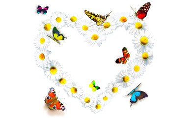 Heart shape made from white chamomile daisy flowers and butterflies