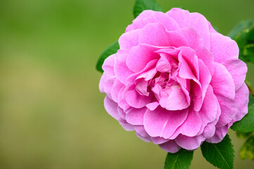 Closeup of a beautiful pink rose blooming in a garden against a green background
