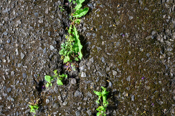Power of nature, weeds growing through and cracking an old asphalt sidewalk 
