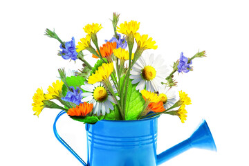 Colorful wild flower bouquet in a watering can. Concept of spring and gardening.