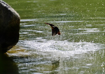 Fototapeta premium カワセミ