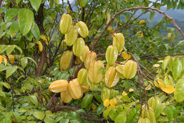Star fruit hanging on a tree in Jamaica