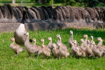 Mother and flock of goslings 