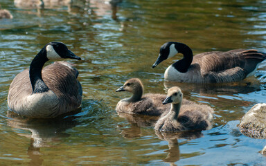 Obraz premium country goose and goslings on the water