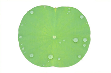 A Watered Lily Pad Isolated in White