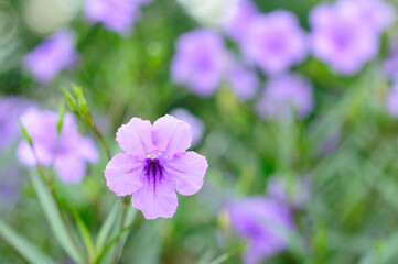 An Attractive Purple Flower