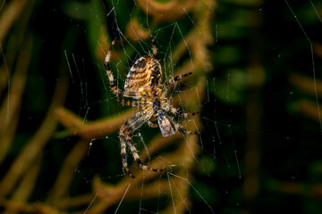 European garden spider with prey in the rain forest of Washington