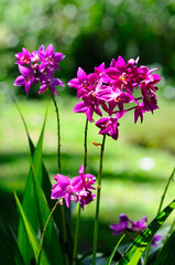 Vibrant Purple Orchids