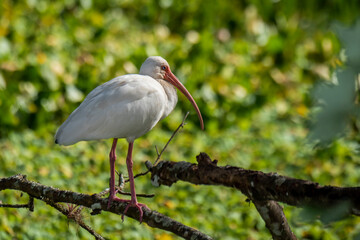 Side view of a White Ibis in a swamp in the Everglades