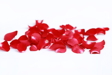 Red Rose petals over white background