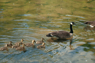 country goose and baby goslings swimming in lake