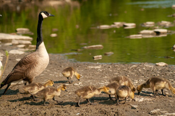country goose and baby goslings by river 