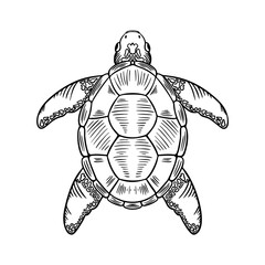 Sketch Sea Turtle. Vector Hand Drawn Illustration of Eretmochelys Imbricata