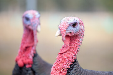 Two Turkeys in the Farmyard 