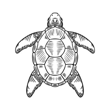 Sketch Sea Turtle. Vector Hand Drawn Illustration of Eretmochelys Imbricata