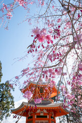 Cherry blossoms in Kyoto , Japan