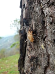 bark beetle