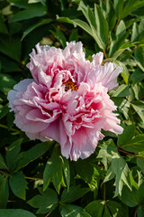 The national flower of China: Peony