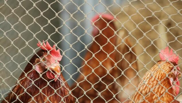 Hens in a cage on a farming as a household