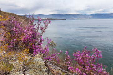 Beautiful spring landscape with blooming wild rhododendron or bagulnik on the shore of Baikal Lake...