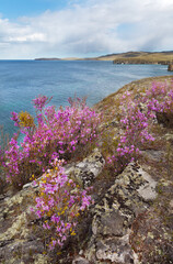Baikal Lake in the spring. Wild flowering bushes of rhododendron or bagulnik on the rocky coast of...