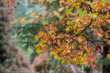 leaves change color in winter