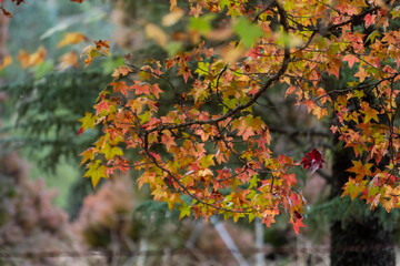 leaves change color in winter