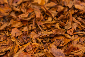 close up of dried leaves