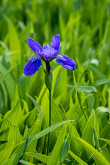 Wild purple blue Iris flower macro photography