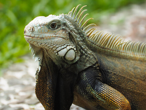 Picture of Iguana a kind of reptile on a zoo