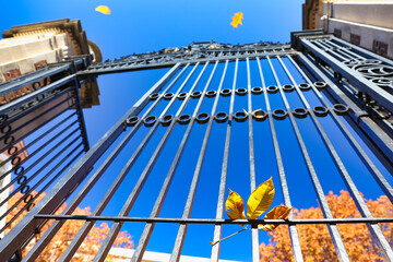 Bright yellow leaf from chestnut tree is stuck in the iron gate of Harvard University in Cambridge,...