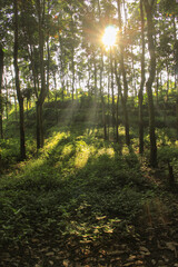 The trees in the fresh green rain forest in the morning have sunlight shining into light beams