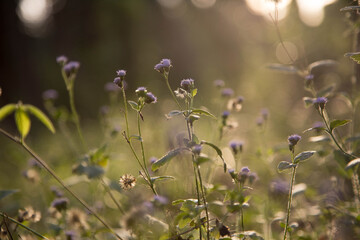 retro flowers background.Field wild flowers on blurred background