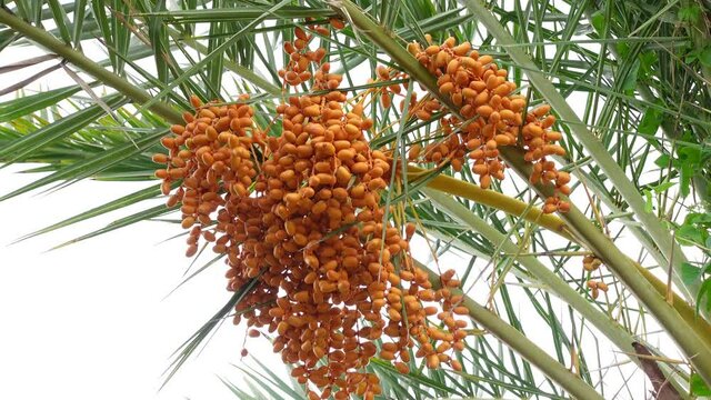 Yellow-orange raw-ripe fresh dates are hanging in bunches on the tree. Yellow-orange date palms fruit background. 4k video.