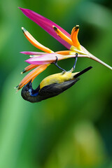 シンガポールの野鳥　キバラタイヨウチョウ