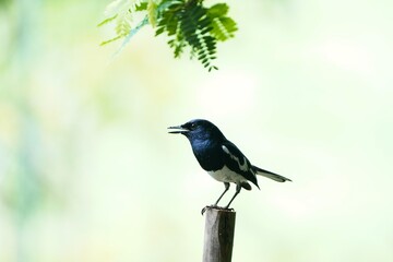 シンガポールの野鳥　シキチョウ