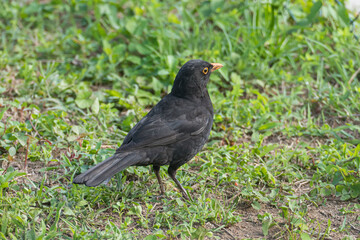 one male common blackbird standing on the grass turdus merula