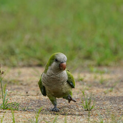 シンガポールの野鳥　オキナインコ