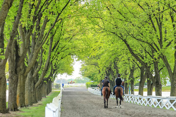 Two horses and riders walking down a tree-shaded horse path.