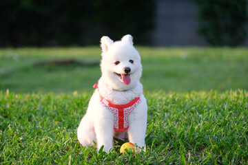 the white dog sitting with his ball on the green lawn